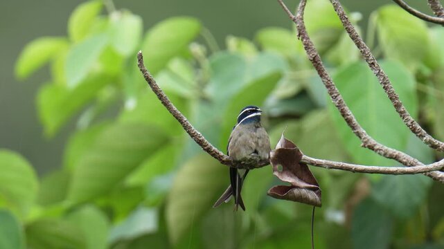 Whiskered Treeswift (Hemiprocne comata) on a branch bird watching in the forest