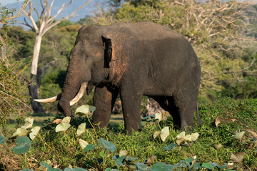 Sri Lankan elephant - Elephas maximus maximus