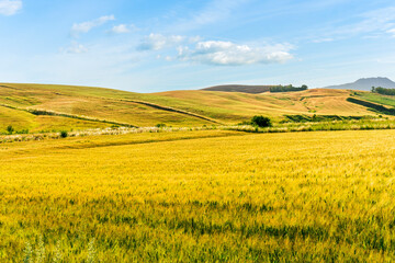 Fototapeta premium picturesque sunset or sunrise in nice green and yellow shiny field with beautiful golden rows of wheat among highland hills and bright colorful evening sky with clouds on background