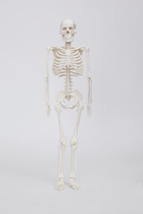 Human skeleton on white background