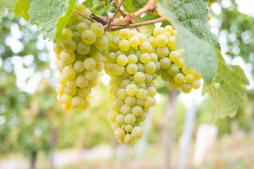 Green ripe riesling wine grapes growing on vine, vineyard in Trier, Mosel Valley Germany, landscape and agriculture at Moselle river