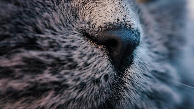 Close up of a grey British Shorthair cat's snout with detailed fur and whiskers