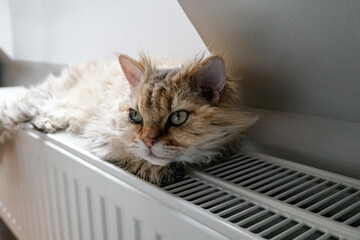 Selkirk Rex cat lies on a heating radiator against the background of light wall