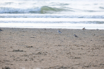 seagulls on the beach