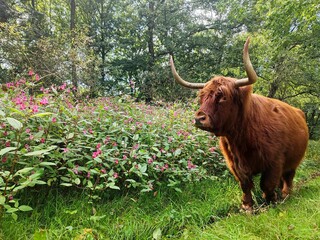 Scottish Highland Cow Walking in Lush Forest Nature Scene
