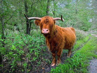 Scottish Highland Cow Walking in Lush Forest Nature Scene
