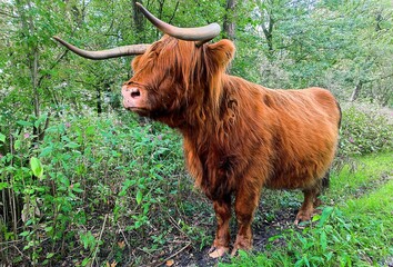 Scottish Highland Cow Walking in Lush Forest Nature Scene
