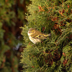 Siskin Carduelis spinus on the thuja branches, a small yellow bird. Wonderful green background. Yellow and green colors of birds and trees. Russia,Russian flora and fauna.