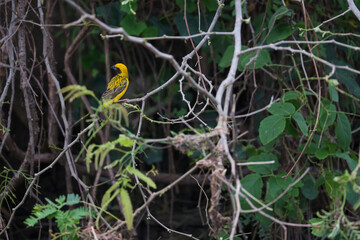 The yellow bird on Build nest from dry stick hay in nature