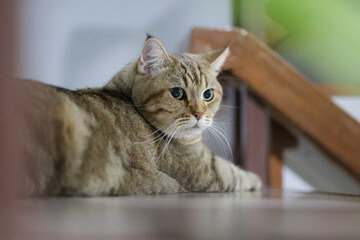 A cute cat is staring at something intently. A cute little cat sleeps comfortably.