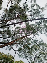Looking up at the sky through the branches of a pine tree with cones, capturing the essence of nature beauty and the intricate details of the forest canopy.