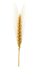 Fototapeta premium single golden wheat stalk isolated on white background in square format for agriculture harvest and food grain concept