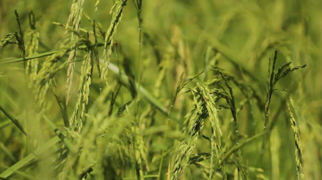 Golden Thai Jasmine Rice Paddy at Harvest &ndash; Serene Countryside Landscape