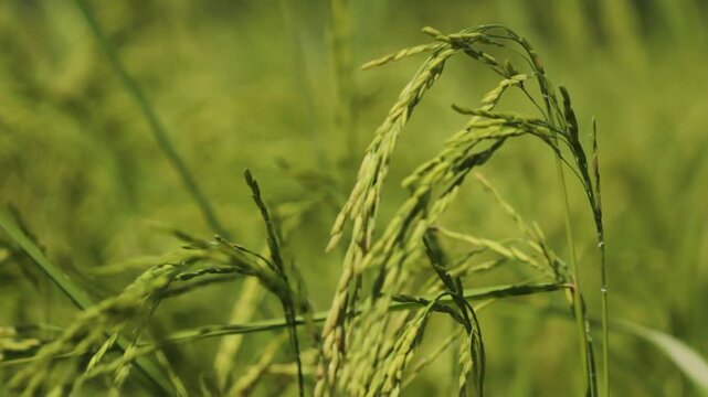 Golden Thai Jasmine Rice Paddy at Harvest &ndash; Serene Countryside Landscape