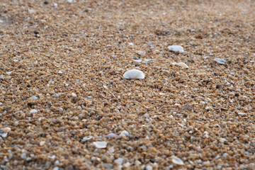 shells on the beach