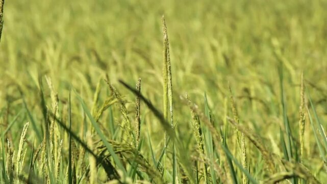 Golden Thai Jasmine Rice Paddy at Harvest &ndash; Serene Countryside Landscape