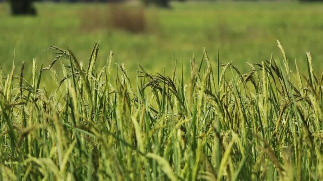 Golden Thai Jasmine Rice Paddy at Harvest &ndash; Serene Countryside Landscape