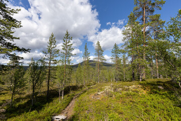 Small pine tree forest and hiking path in the mountains