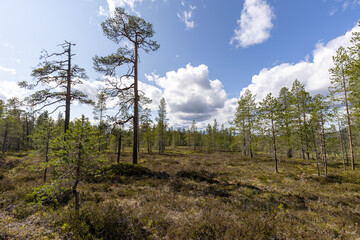 Small pine tree forest in the mountains