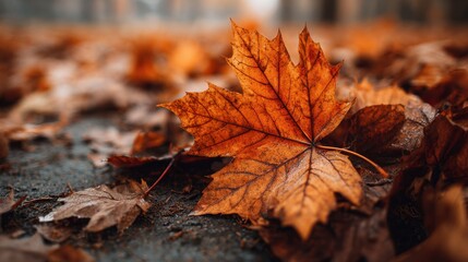 Orange and brown leaves blanket the ground along a pathway in a peaceful park. The sunlight filters through trees, enhancing the colors of autumn foliage.
