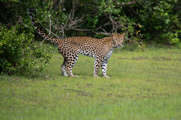sri lankan leopard - panthera pardus kotiya