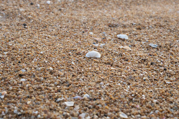 shells on the beach