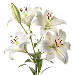 Fototapeta premium Elegant white lilies bloom against a dark background