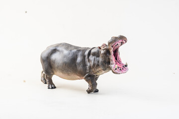 hippopotamus on isolated background