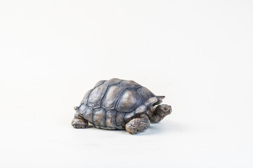 Galapagos giant tortoise on isolated background