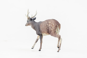 deer animal on isolated background