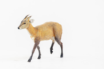 Fea's Barking Deer, Fea's Muntjac animal on isolated background
