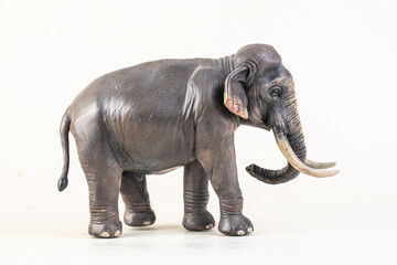 Obraz premium asian elephant on isolated background
