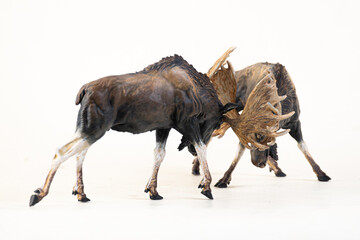 reindeer animal on isolated background