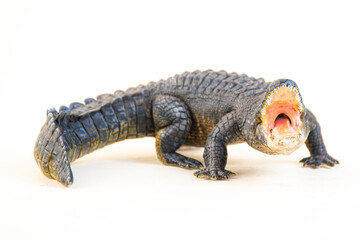 Nile crocodile animal on isolated background
