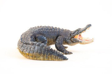 Nile crocodile animal on isolated background