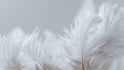 Obraz premium Delicate white feathers close-up (1)