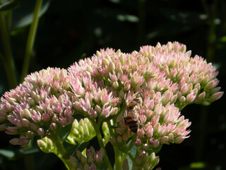 A Honeybee on a Pink Sedum Flower