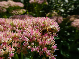 Honey Bee Gathering Nectar on Pink Sedum Flower