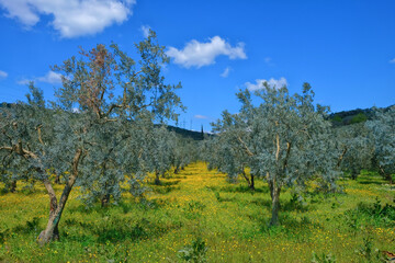 Fototapeta premium spring and olive tree