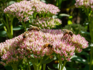 Busy Bees Pollinating Pink Sedum Flowers