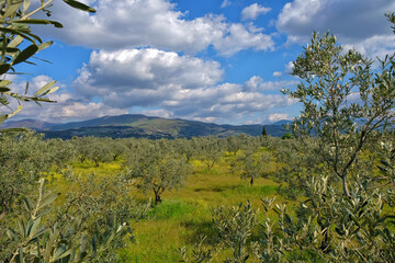 spring and olive tree