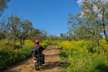 Fototapeta premium spring and olive tree