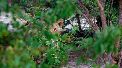 Lions on the hunt in Botswana