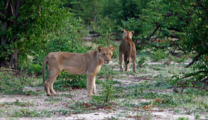 Lions on the hunt in Botswana