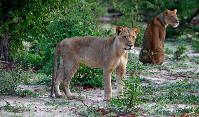 Naklejka premium Lions on the hunt in Botswana