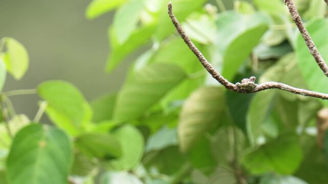 Whiskered Treeswift (Hemiprocne comata) mother bird incubates her young in a small nest on a branch.