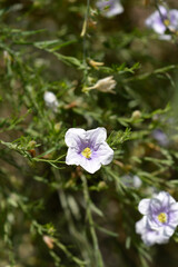 Tall cup-flower - Latin name - Nierembergia frutescens