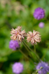 Single-flowered sawwort seed head - Latin name - Klasea lycopifolia
