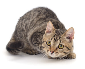 Obraz premium Playful tabby kitten crouching isolated on white background