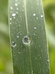 Macro close up of green leaf with water droplet